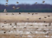 16_DSC1962_Common_Redpoll_ft_Arctic_Redpoll_discernment_74pc