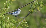 23_DSC3292_Azure_Tit_cache_9pc