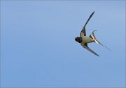 06_DSC4570_Swallow_banking_28pc