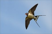 06_DSC5030_Barn_Swallow_flight_mode_46pc