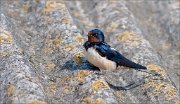 07_DSC6493_Barn_Swallow_lichen_39pc