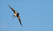 11_DSC0474_Barn_Swallow_striking_30pc