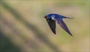 11_DSC3541_Barn_Swallow_gloomy_38pc