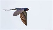 11_DSC5934_Barn_Swallow_wag_69pc