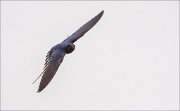 11_DSC5948_Barn_Swallow_maneuver_43pc