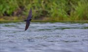 11_DSC6051_Barn_Swallow_flyart_32pc