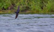 11_DSC6051_Barn_Swallow_flyart_32pc