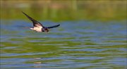 11_DSC6099_Barn_Swallow_scream_out_12pc