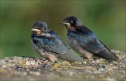 17_DSC8315_Barn_Swallow_kin_38pc