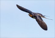 17_DSC8459_Barn_Swallow_flap_20pc