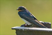 20_DSC3696_Barn_Swallow_aspect_73pc