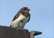 20_DSC3715_Barn_Swallow_tittle_54pc