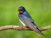 P1530141_Swallow_near_river_Oressa_88pc