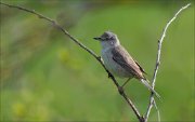 12_DSC5527_Barred_Warbler_furtive_34pc