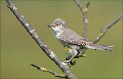 12_DSC6208_Barred_Warbler_over_57pc