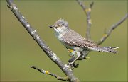 12_DSC6208_Barred_Warbler_over_57pc