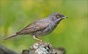 22_DSC3403_Barred_Warbler_linchpin_78pc