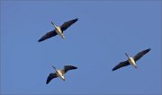 03_DSC2399_Bean_Goose_trio_flying_57