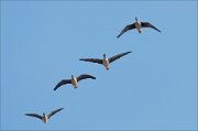 07_DSC4164_Bean_Goose_array_59pc