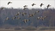 16_DSC5168_Bean_Goose_incidence_45pc