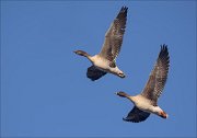 19_DSC4055_Bean_Goose_sync_59pc