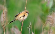 17_DSC5196_Bearded_Reedling_distinct_20pc