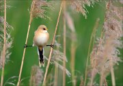 17_DSC5214_Bearded_Reedling_split_33pc