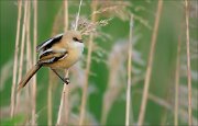 17_DSC5242_Bearded_Reedling_orbed_17pc