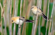 17_DSC5276_Bearded_Reedling_siblings_30pc