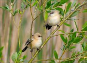 17_DSC5294_Bearded_Reedling_crew_36pc