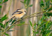 17_DSC5300_Bearded_Reedling_crook_26pc