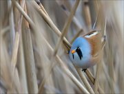 19_DSC0939_Bearded_Reedling_tread_37pc