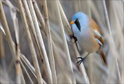 19_DSC0942_Bearded_Reedling_favor_44pc