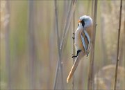 23_DSC3090_Bearded_Reedling_regard_56pc