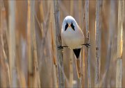 23_DSC3113_Bearded_Reedling_84pc