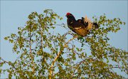 15_DSC4173_Black_Grouse_summit_20pc