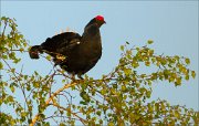 15_DSC4188_Black_Grouse_lyre_8pc