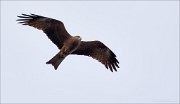 15_DSC3370_Black_Kite_vapor_14pc