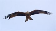 19_DSC7898_Black_Kite_float_39pc