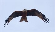 19_DSC7904_Black_Kite_regard_50pc