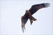 19_DSC7909_Black_Kite_banking_86pc