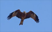 19_DSC8733_Black_Kite_lanky_17pc