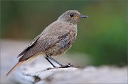 02_DSC2311_Black_Redstart_classic_view_99pc