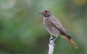 02_DSC2344_Black_redstart_hot_calling_70pc