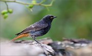 02_DSC2358_Black_Redstart_with_wildrose_on_back_69pc