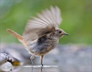 02_DSC3097_Black_Redstart_upwinged_74pc