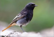 02_DSC3283_Black_Redstart_male_closeup_110pc