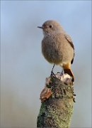 03_DSC1560_Black_Redstart_elegant_46pc