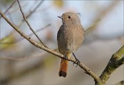 03_DSC1571_Black_Redstart_featherness_76pc