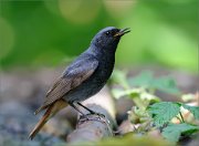 06_DSC3030_Black_Redstart_freedom_of_speech_101pc